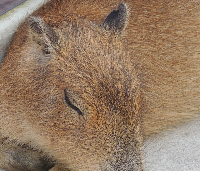 20140820-01_kapico.jpg