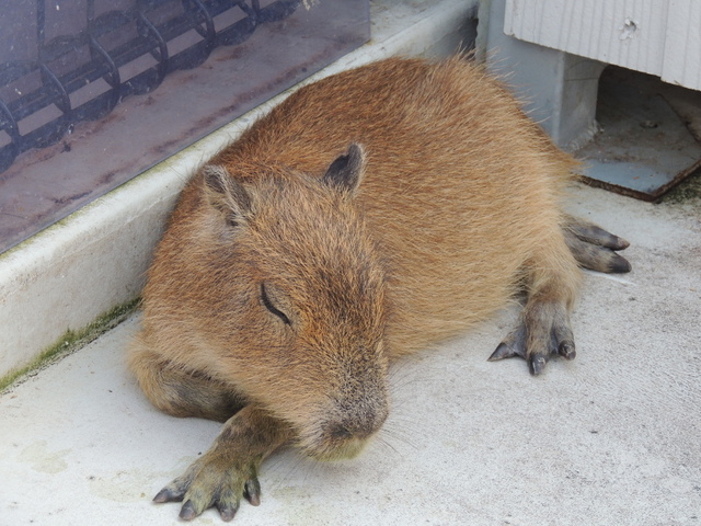 20140820-02_kapico.jpg