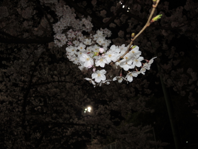 20150405-02_sakura.JPG