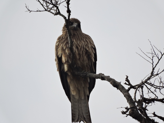 20160305-03_tobi.jpg