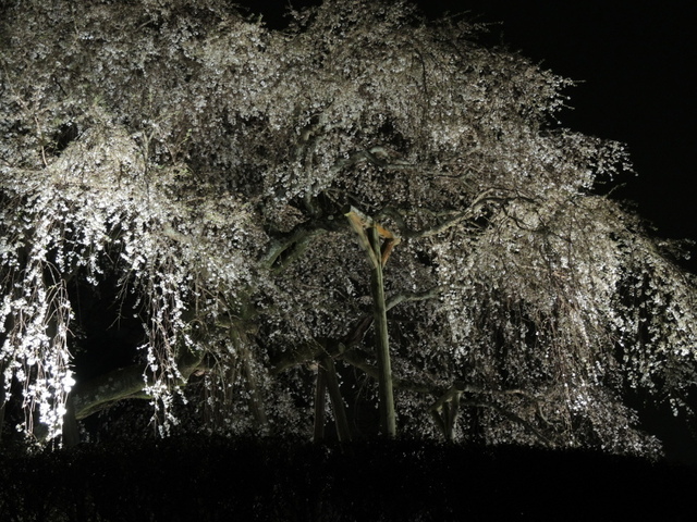 20160402-03_sakura.JPG