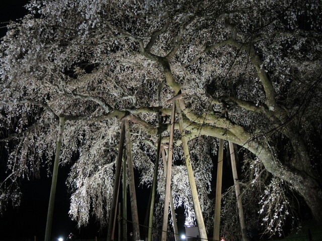 20160402-05_sakura.JPG