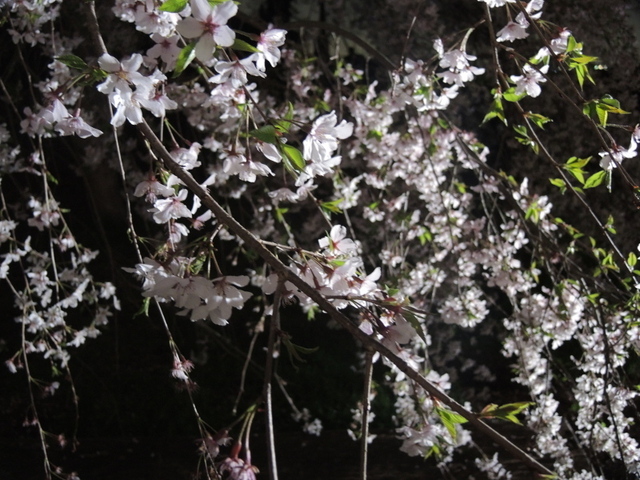20160402-07_sakura.JPG