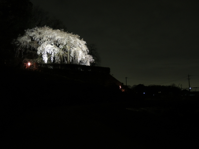 20160402-08_sakura.JPG
