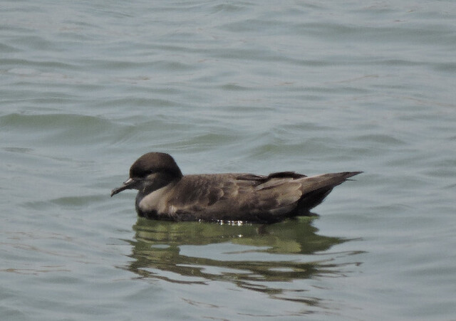 20160601-04_unknown_bird.jpg