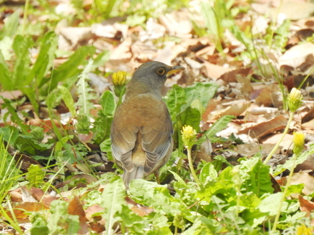 20180513-14_shirohara.JPG