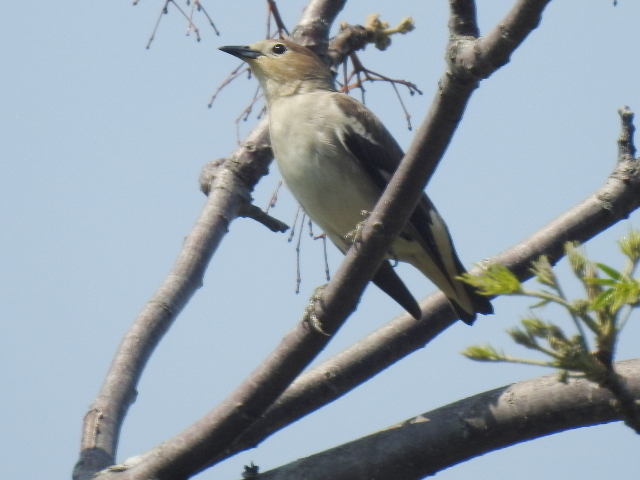 20180513-17_ko-mukudori.JPG