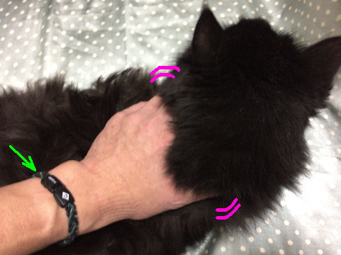 20190209-01a_az.jpg