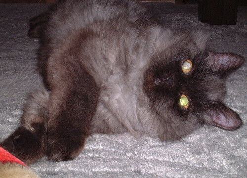 20201223-14_az.jpg