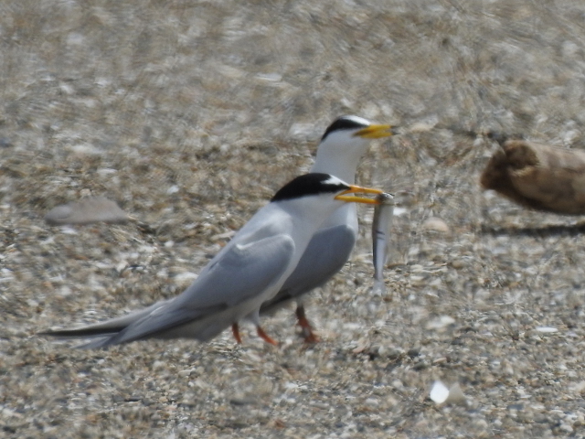 20210428-09_ko-ajisashi.JPG