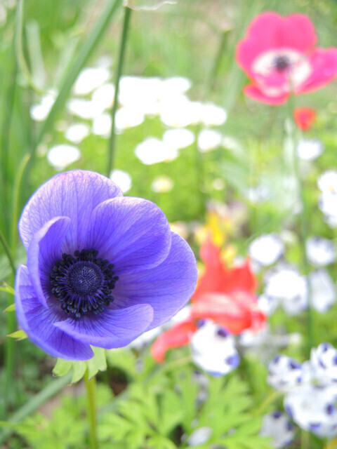 20210428-15_flower.JPG