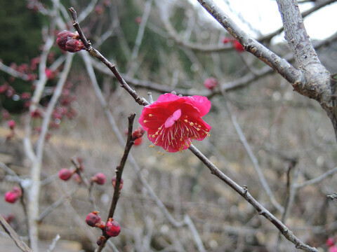 20240124-02_kagoshima.JPG