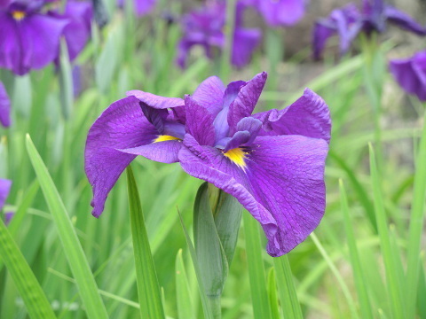 20240515-01_shoubu.JPG