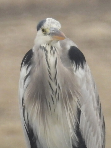 20241030-06_aosagi.jpg