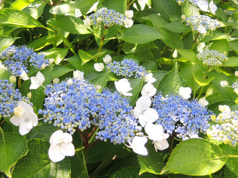 20250604-01_ajisai.JPG
